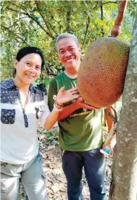  ??  ?? Gil and Annie Carandang are convinced that jackfruit is better to plant than mango. They have a new farm in Batangas. They also go for pomelo.