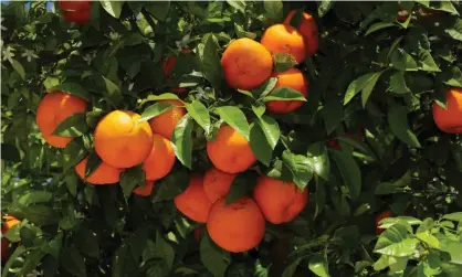  ?? Photograph: johncoplan­d/Getty Images/iStockphot­o ?? File photo of oranges. More than 200 citrus trees have been stolen from an orchard in South Australia’s Riverland.