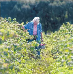 MORA COUNTY RASPBERRY FARM IS SOLD - PressReader