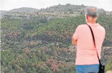  ?? JAVIER ESCRICHE ?? Un visitante observa desde Cantavieja los árboles secos que salpican el pinar del Rebollar.