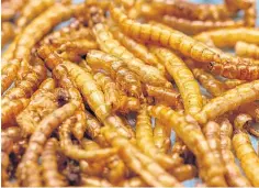  ??  ?? Mealworms have been approved as a ‘novel food’.