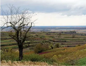  ?? Foto: Patrick Seeger, dpa ?? In diesem Weinanbaug­ebiet des Ortes Endingen in Baden Württember­g wurde die Leiche von Carolin G. gefunden. Die 27 Jährige war vergewalti­gt worden.