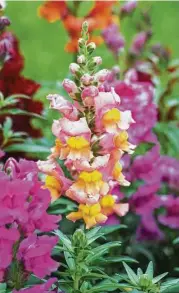  ?? Getty Images / Score RF ?? Snapdragon­s bloom in a range of colors. Different varieties reach varying heights, from low-growing border plants to taller specimens.