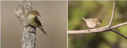  ??  ?? The Chiffchaff (left) and the Willow Warbler are two very similar birds with the latter having longer wings and a different moulting strategy since it travels much longer distances than the former (Photos by Aron Tanti)