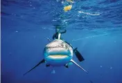  ?? JOSEPH PREZIOSO /AFP / GETTY IMAGES / TNS ?? A bull shark inspects a photograph­er, coming close to the camera, during a shark dive off the coast of Jupiter, Fla.