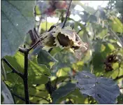  ?? LEE REICH VIA AP ?? In this image provided by Lee Reich shows hazelnut plants in New Paltz, NY. In late summer, gardeners, squirrels, chipmunks eagerly wait for hazelnuts to ripen in their husks and then drop to the ground.