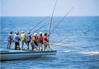  ??  ?? ONE MAN, ONE FISH: Maldivian fishermen bring in skipjack tuna with long carbonfibr­e rods. Top, a typical Maldivian dhoni heads for the fishing grounds