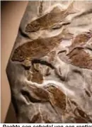  ?? Foto SVEN DILLEN ?? Rechts een schedel van een reptiel tussen dino en krokodil, links een brok steen met 90 miljoen jaar oude versteende vissen.