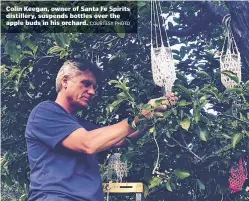  ?? COURTESY PHOTO ?? Colin Keegan, owner of Santa Fe Spirits distillery, suspends bottles over the apple buds in his orchard.