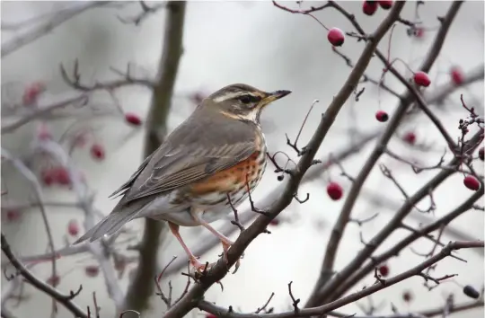  ?? ?? TWO: Redwing (Rainham Marshes, Greater London, 17 December 2010). This Redwing looks a rather pale greyish-brown above, while its underparts are very clear white with the visible streaking on the flanks appearing relatively sparse. These features are strong indicators that this bird is of the nominate Scandinavi­an and Russian subspecies, the default form across most of Britain. Note also the very pale ‘bubblegum pink’ legs and feet – another feature of some nominate iliacus.