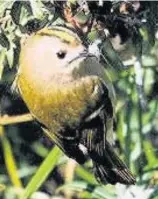  ??  ?? Bright spark in the UK Goldcrests are the smallest bird Pic by Amy Lewis