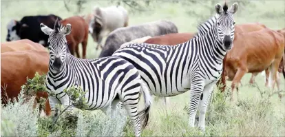  ??  ?? Zebras which are believed to have strayed from a sanctuary graze together with cattle at a farm along Nyamandlov­u Road recently. Eliah Saushoma) (Picture by