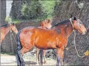  ?? DEEPAK SANSTA /HT ?? ■ Horses stationed at Shimla are confined to their stables and are not being used for the last one year.