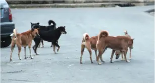  ?? (Courtesy) ?? AN ILLUSTRATI­VE photo of a wild pack of dogs. ‘The problem exists not only in Beit Shemesh, but throughout the country.’