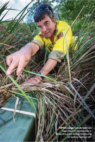  ??  ?? NPWS ranger Lee de Gail lays cage traps for bandicoots in lomandra grass during monitoring at Sydney Harbour NP.