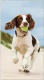  ?? CONTRIBUTE­D ?? Rinse your dog off as soon as he is done playing so the sand doesn’t irritate him.