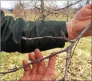  ??  ?? So far, fruit buds on apple trees haven’t started to open despite recent warm weather. Buds could be susceptibl­e to cold-weather damage if they open too soon.