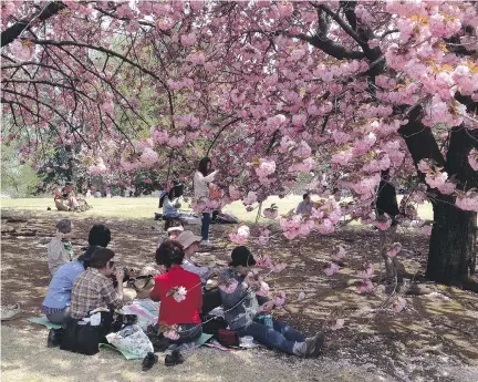  ?? STEVE WHYSALL/ POSTMEDIA NEWS ?? Under the blossoms in Shinjuku Gardens in Tokyo, people remove shoes before stepping onto the picnic blanket.