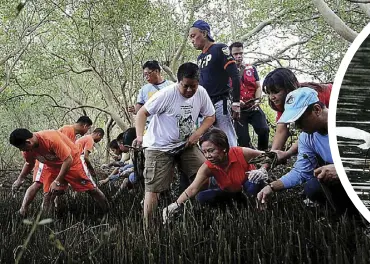  ?? CONTRIBUTE­D PHOTO ?? Senator Villar leads mangrove planting activities at the wetland park.