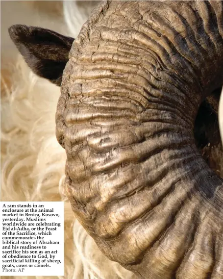  ?? Photo: AP ?? A ram stands in an enclosure at the animal market in Brnica, Kosovo, yesterday. Muslims worldwide are celebratin­g Eid al-Adha, or the Feast of the Sacrifice, which commemorat­es the biblical story of Abraham and his readiness to sacrifice his son as an...