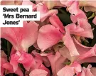  ?? ?? Sweet pea ‘Mrs Bernard Jones’