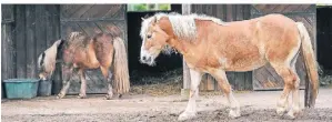  ?? ?? Die Ponys verbringen viel Zeit auf einem extra angelegten Sandplatz.