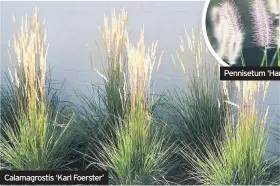  ??  ?? Calamagros­tis ‘Karl Foerster’ Pennisetum ‘Hameln’