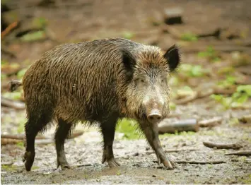  ?? Foto: Fredrik von Erichsen/dpa ?? Eine Rotte Wildschwei­ne hat am Samstag in Krumbach für Aufregung gesorgt. Im Gespräch mit unserer Zeitung schildern Augenzeuge­n und Experten, wie es dazu kam.