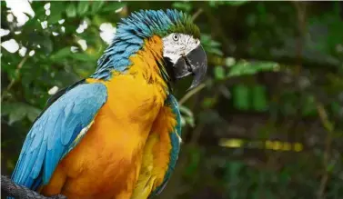  ??  ?? Colourful parrots like this one are aplenty at the aviary at Farm In The City. — Photos: ZARIF IKMAL/Gaya Travel