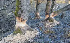  ??  ?? Die Biber haben am Schreckens­ee deutlich sichtbare Spuren hinterlass­en. Ein Teil der rund 20 frisch angenagten und gefällten Baume steht am steilen Hang.