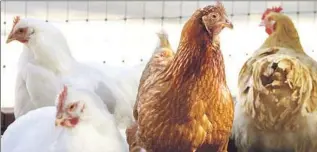  ?? Mario Tama Getty Images ?? RESCUED CHICKENS in an aviary at Farm Sanctuary in Acton last October.