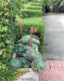  ??  ?? Succulents work well in pots, as do flaxes, native grasses and evergreens.