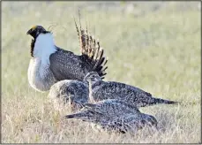  ??  ?? This March 1, 2010 file photo from the US Fish and Wildlife Service shows a bi-state sage grouse (rear), as he struts for a female at a lek, or mating ground, near Bridgeport, Calif. Citing the government’s repeated reversals and refusals to protect a cousin of the greater sage grouse the last two decades, conservati­onists are suing again to try to force the federal listing of the bi-state sage grouse along the California-Nevada line. The Western Watersheds Project, WildEarth Guardians and Center for Biological Diversity filed a lawsuit in US District Court in San Francisco recently against the US Fish and Wildlife Service. It’s the latest move in a legal and regulatory battle that dates to the first petition to list the bird in 2001 under the US Endangered Species Act. (AP)
