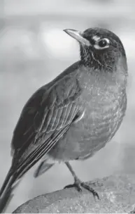  ?? GETTY IMAGES ?? Installing a bird bath in your yard is one way to help birds in the new year.