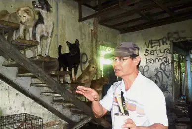  ??  ?? Good Samaritan: Chia feeding the stray dogs housed at the infamous Christine Villa in Johor Baru.