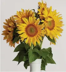  ?? NZ GARDENER ?? Give sunflowers to your Valentine to express adoration.