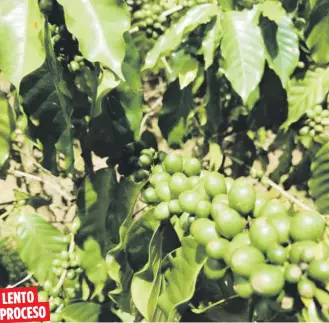  ??  ?? Agricultur­a impulsa un programa para reemplazar los arbolitos de café que se perdieron durante el huracán.
