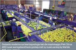  ?? FOTO: VERSKAF ?? Ondanks moderne sorteerteg­nologie het die maatskappy Piet Citrus 400 nuwe werkgeleen­thede geskep met sy nuwe aanleg by Marble Hall.