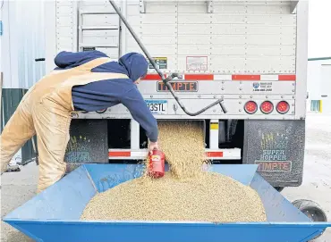  ?? REUTERS ?? A worker takes a sample from an incoming truckload of soybeans at Peterson Farms Seed facility in Fargo, North Dakota. A third of US soybean exports go to China and the product comes from rural states that voted for Trump in the 2016 election.