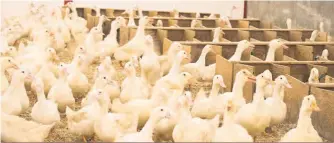  ?? ?? Ce sont environ 200 000 canards de Pékin de l’entreprise Canards du Lac Brome qui ont dû être euthanasié­s après une éclosion de grippe aviaire dans quatre de ses 13 sites d’élevage.