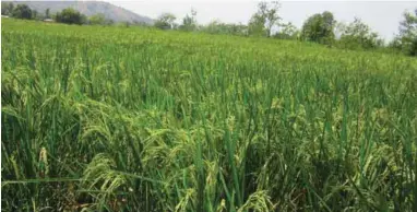  ??  ?? Rice fertilized with vermicompo­st produce heavier grains.