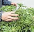  ?? FOTO: DPA ?? Suchtexper­ten warnen vor einer Freigabe von Cannabis.