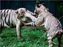  ?? — ?? White tigers in a playful mood in their enclosure at National Zoological Park in New Delhi on Sunday.