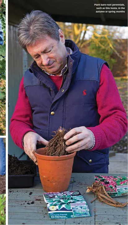  ??  ?? Plant bare-root perennials, such as this hosta, in the autumn or spring months