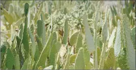  ??  ?? IF IT’S CACTUS THAT YOU ARE INTERESTED IN, the Garden has an abundance of the desert foliage (above). Looking across the pond at the location (in photo at left), it surely could be a desert oasis.