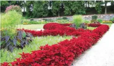  ??  ?? Coleus border adding illuminate­d colour to pathway