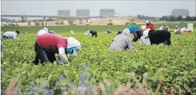  ?? TORSTAR FILE ?? Canada's new permit, pilot program will not benefit Niagara's migrant workers, according to advocates.