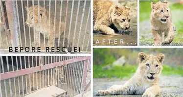  ?? Picture: LIONEL DE LANGE Picture: AYESHA CANTOR ?? LOOKING UP: A lion cub before and after he was rescued from the breeder in Khmelnytsk­yi