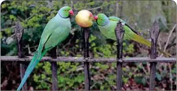  ?? PTI ?? Two ring necked parakeets, normally fed by tourists, peck at an apple left on a spike by locals in Hyde Park, as the lockdown due to the Coronaviru­s outbreak continues in London, Tuesday