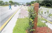  ?? CARLINE JEAN/STAFF PHOTOGRAPH­ER ?? A pedestrian jaywalks across Oakland Park Boulevard near Northwest 56th Avenue in Lauderhill. The city is trying to discourage jaywalking by barricadin­g medians with landscapin­g.